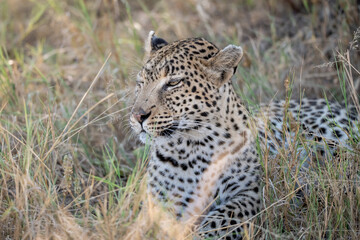 Leopard Hidden in Golden Grass – Animal of Africa -Leopard in wild savannah 