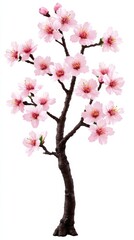 Obraz premium A delicate pink cherry blossom tree with blossoming flowers stands isolated on a pure white background showcasing its graceful branches and exquisite sptime blooms in full