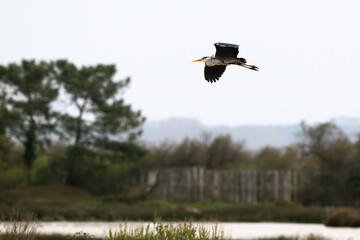 Héron cendré, Ardea cinerea, Grey Heron, Réserve ornithologique, Le Teich, Bassin d'Arcachon, Landes de Gascogne, 33, Gironde, France
