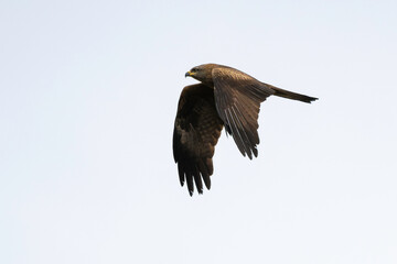 Milan noir, .Milvus migrans, Black Kite