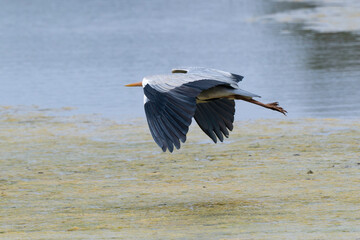 Héron cendré, Ardea cinerea, Grey Heron,
