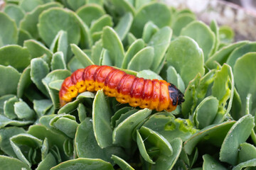 Chenille, papillion, Cossus gâte bois,.Cossus cossus