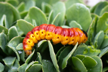 Chenille, papillion, Cossus gâte bois,.Cossus cossus