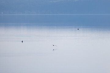 A bird relaxes in the water of Lake Bracciano - View from Trevignano Romano