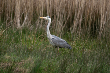 Héron cendré, Ardea cinerea, Grey Heron,