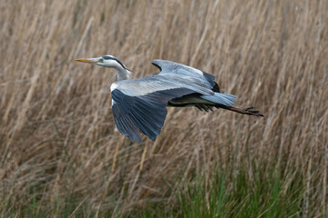 Héron cendré, Ardea cinerea, Grey Heron,