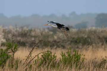 Héron cendré, Ardea cinerea, Grey Heron, Réserve ornithologique, Le Teich, Bassin d'Arcachon, Landes de Gascogne, 33, Gironde, France