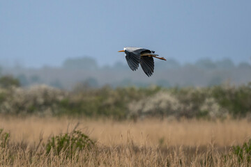 Héron cendré, Ardea cinerea, Grey Heron, Réserve ornithologique, Le Teich, Bassin d'Arcachon, Landes de Gascogne, 33, Gironde, France