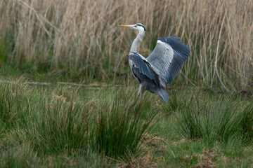 Héron cendré, Ardea cinerea, Grey Heron,