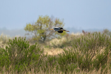 Héron cendré, Ardea cinerea, Grey Heron,