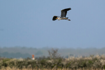 Héron cendré, Ardea cinerea, Grey Heron,