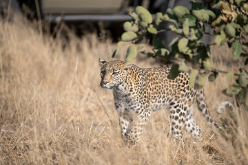 Obraz premium Leopard Hidden in Golden Grass – Animal of Africa -Leopard in wild savannah 