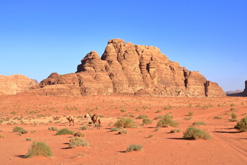 Fototapeta premium Camels in a Wadi Rum desert, Jordan