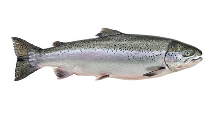 Naklejka premium Photorealistic salmon fish side view