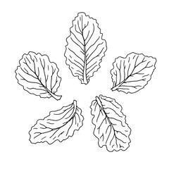 Elegant Lamb Lettuce Leaf Vector Line Art Design