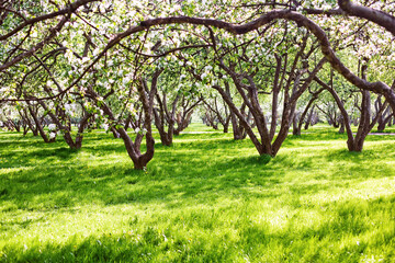 apple tree in spring