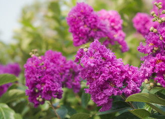 Japanese Crape Myrtle Flower, Lagerstroemia Indica. Lagerstroemia speciosa tree with pink and purple flowers in park.