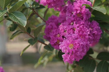 Japanese Crape Myrtle Flower, Lagerstroemia Indica. Lagerstroemia speciosa tree with pink and purple flowers in park.