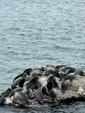 Baikal seal. Nerpa. Lake Baikal, Siberia Russia