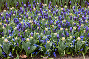Small tulips and blue muscari blooming in a garden