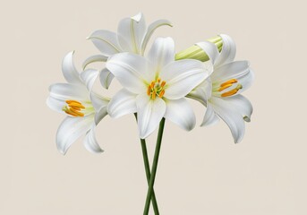 Fototapeta premium White lily flowers delicate petals