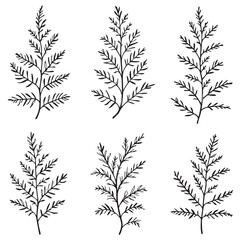 Naklejka premium Larch Leaf Vector Line Art Elegant Design Ideas