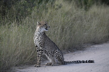 Cheetah in wild savannah , Animal of africa © Davide Antoniani
