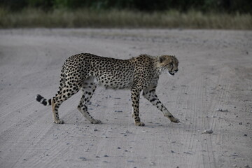 Cheetah in wild savannah , Animal of africa © Davide Antoniani