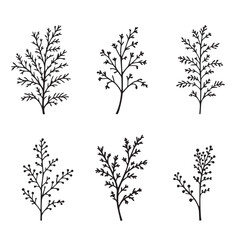 Fototapeta premium Elegant Dill Leaf Vector Line Art Design