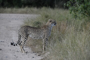 Obraz premium Cheetah in wild savannah , Animal of africa