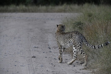 Fototapeta premium Cheetah in wild savannah , Animal of africa