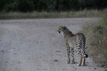 Cheetah in wild savannah , Animal of africa © Davide Antoniani