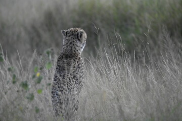 Cheetah in wild savannah , Animal of africa