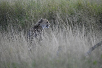 Cheetah in wild savannah , Animal of africa