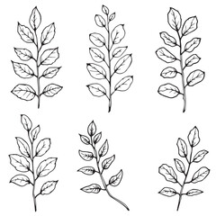 Eucalyptus Leaf Vector Line Art Minimalist Design Style