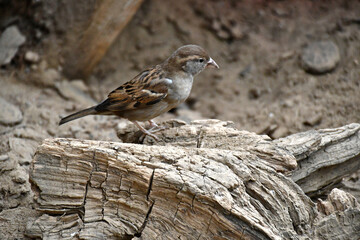 Moineau sur fond désertique
