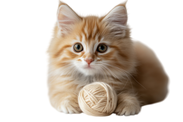 Adorable ginger kitten playing with yarn ball soft fur bright eyes white background isolated on transparent background
