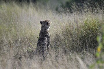 Cheetah in wild savannah , Animal of africa