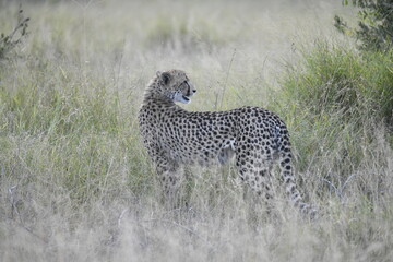 Cheetah in wild savannah , Animal of africa