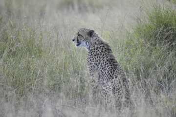 Cheetah in wild savannah , Animal of africa