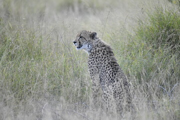 Cheetah in wild savannah , Animal of africa