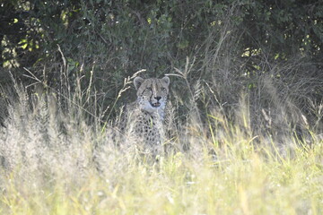 Cheetah in wild savannah , Animal of africa