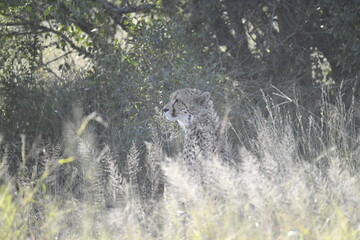 Cheetah in wild savannah , Animal of africa
