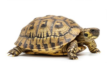Obraz premium Detailed turtle hermann s tortoise