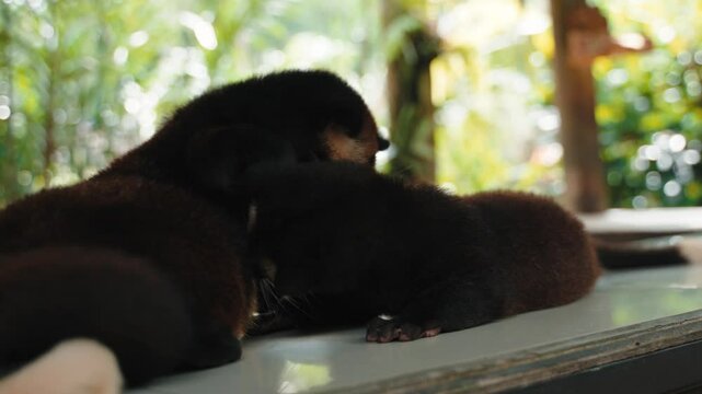 Asian Civet - the producer of famous Luwak coffee or civet poo coffee. Bali, Indonesia.