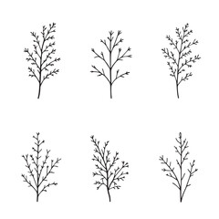 Obraz premium Botanical Dill Leaf Line Art for Decor
