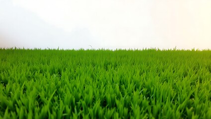 Obraz premium Green Grass floor with White Background