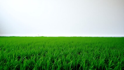 Green Grass floor with White Background