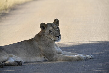 lioness in the savannah, Animal of africa