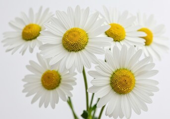 White daisies macro photography vibrant